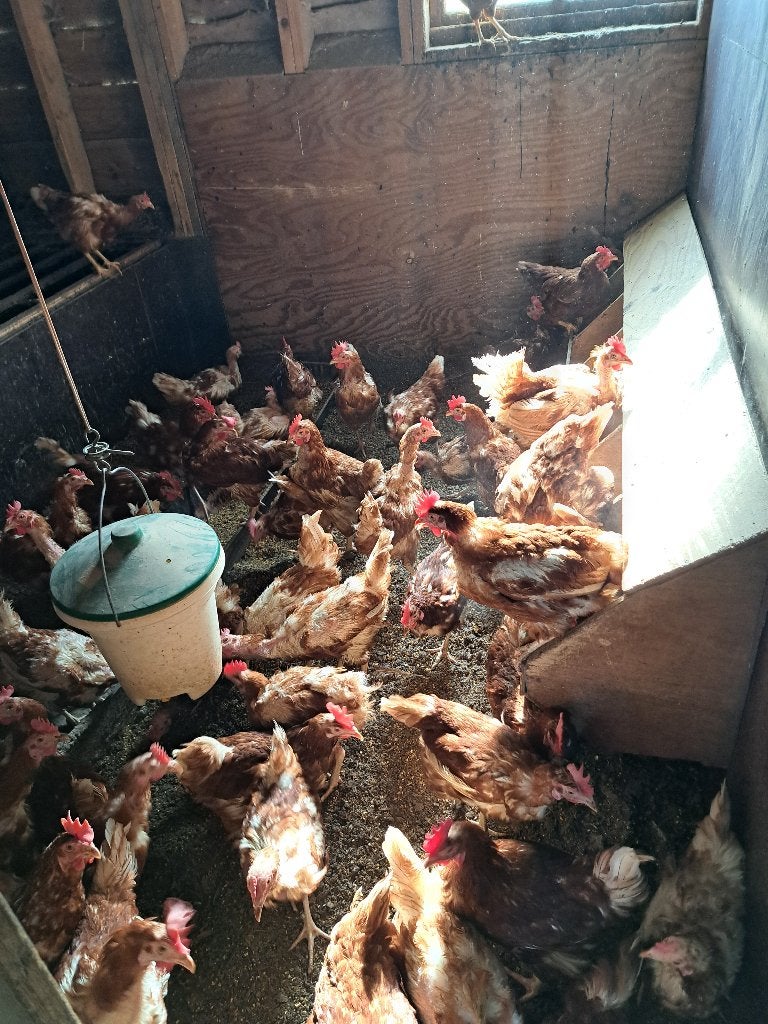 partij  legkippen te koop., Vrouwelijk, Kip