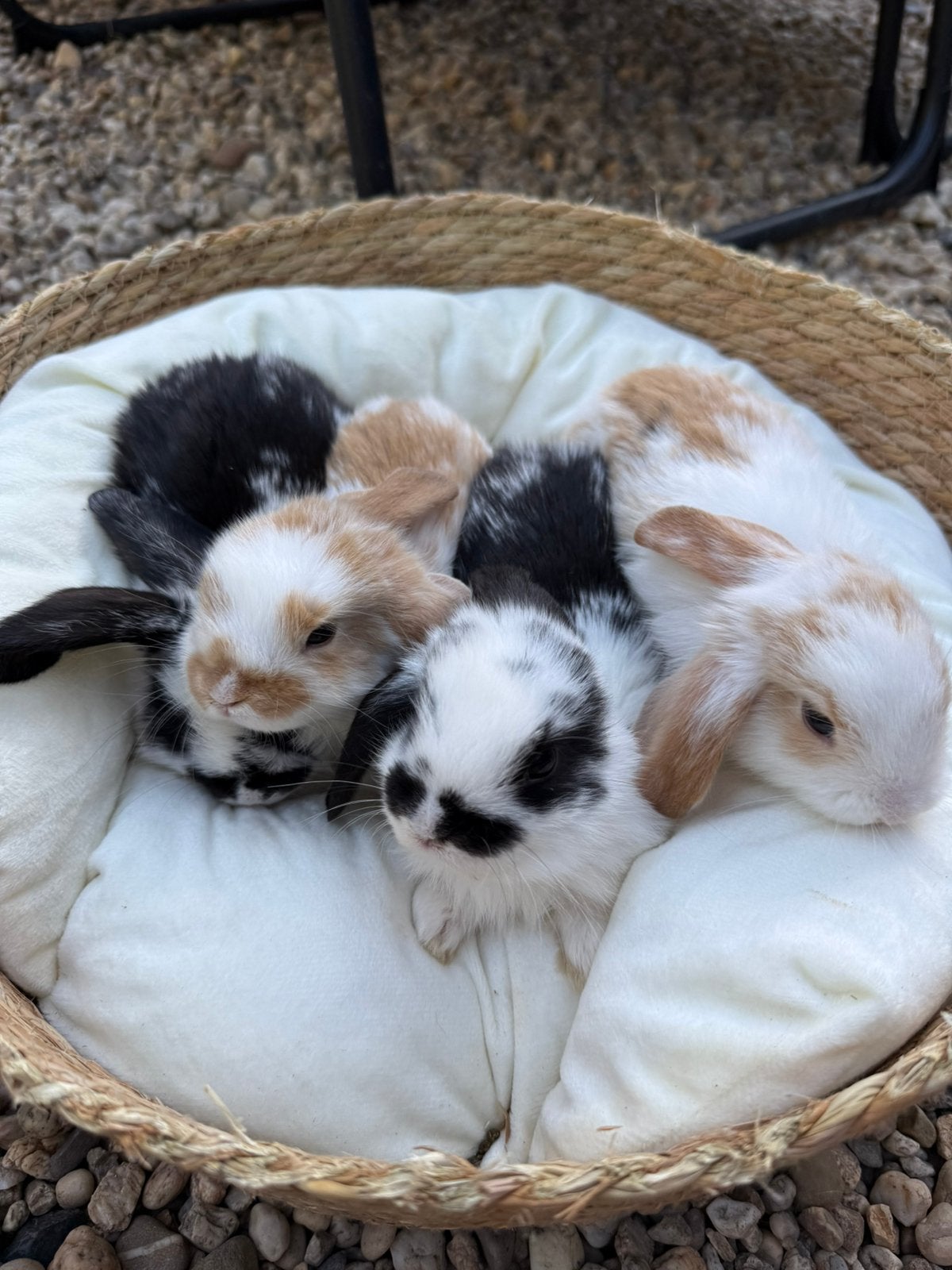Dwerghangoren rammen!, Meerdere dieren, Dwerg, Hangoor, 0 tot 2 jaar