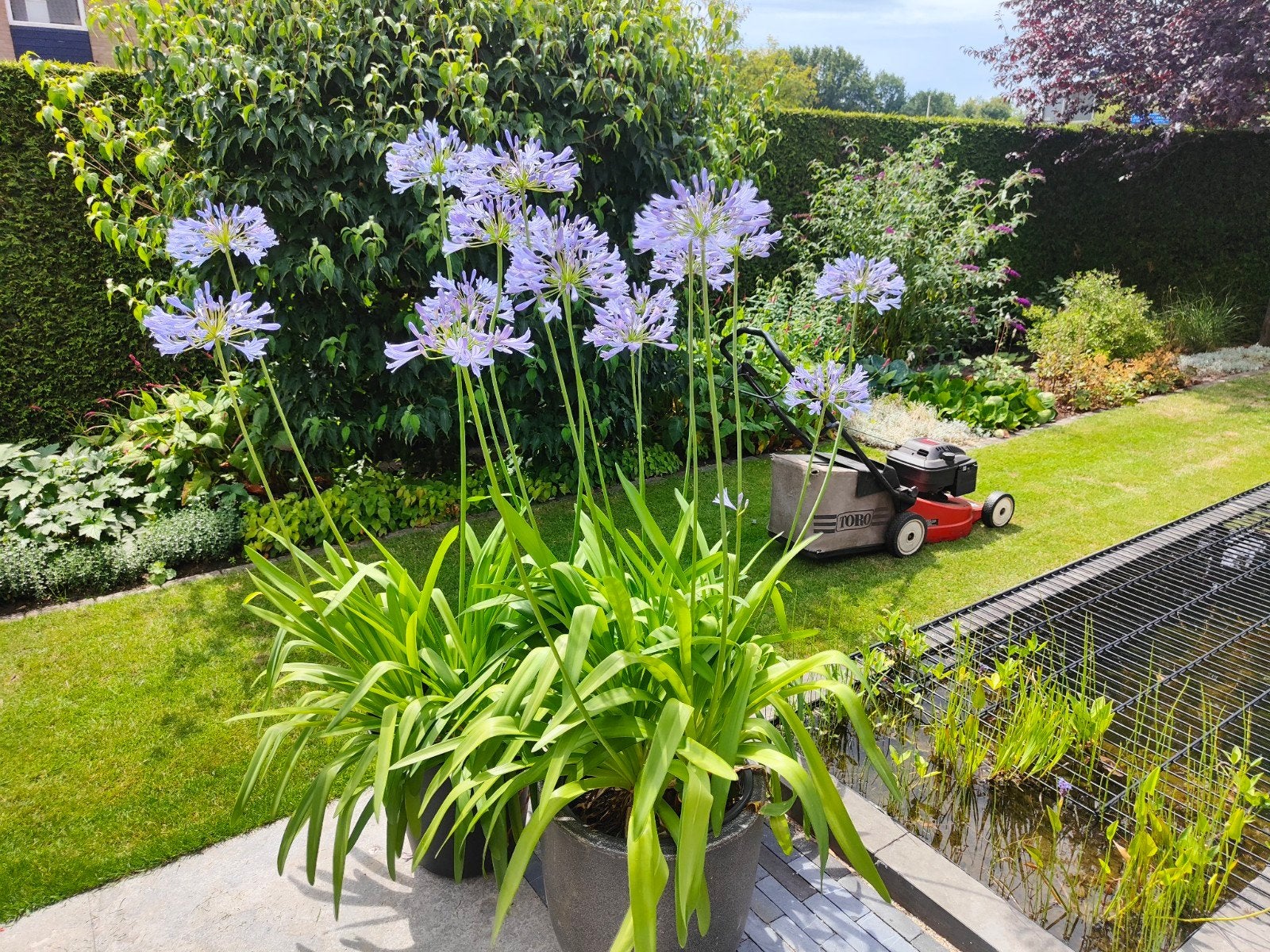 Grote Agapanthus - Afrikaanse lelie blauw 30L pot €35,- p/s, Volle zon, Vaste plant, Zomer, Ophalen