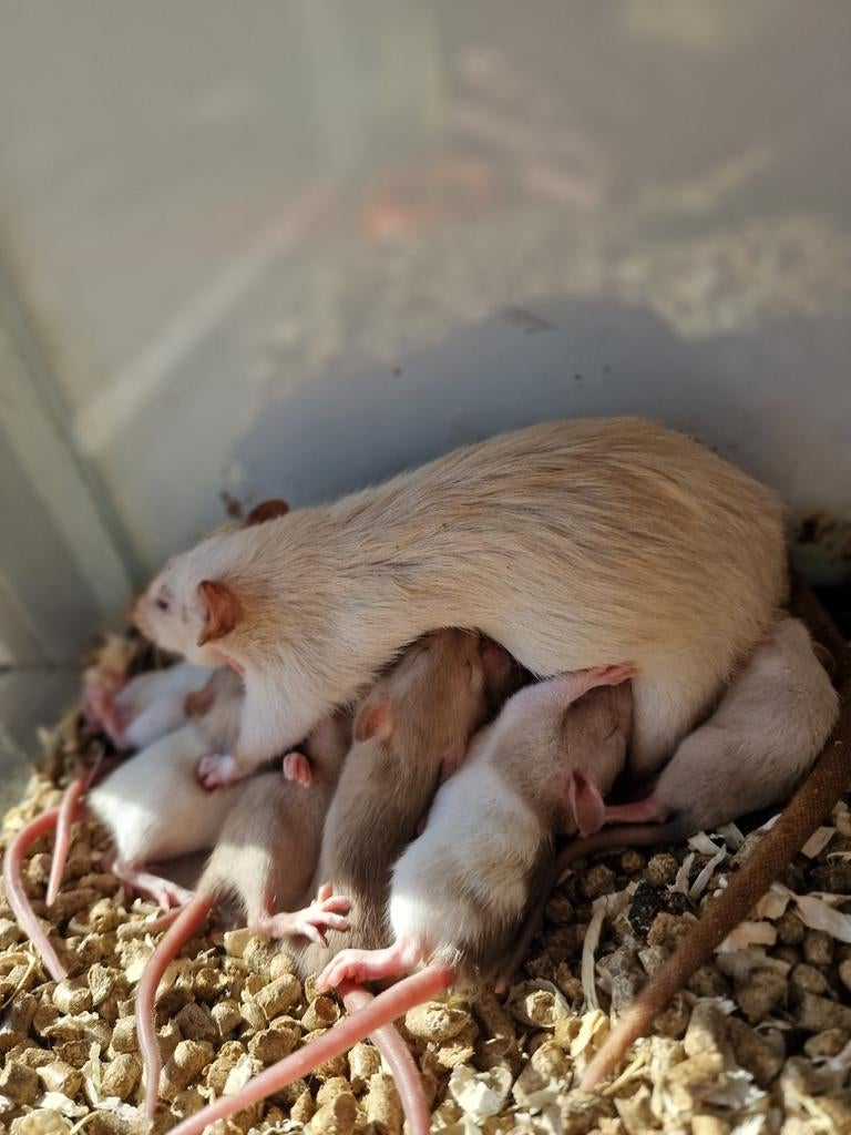 Ratten/rats Siamese, Maart, Meerdere dieren, Rat