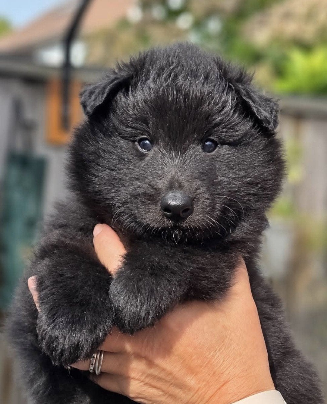 Groenendaeler pups met stamboom, Dieren en Toebehoren, Honden | Herdershonden en Veedrijvers, 8 tot 15 weken, Meerdere, Meerdere dieren
