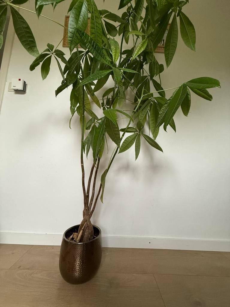 Geldboom / Pachira Aquatica 170cm incl Pot, Vaste plant, Bloeit niet, Halfschaduw, Ophalen