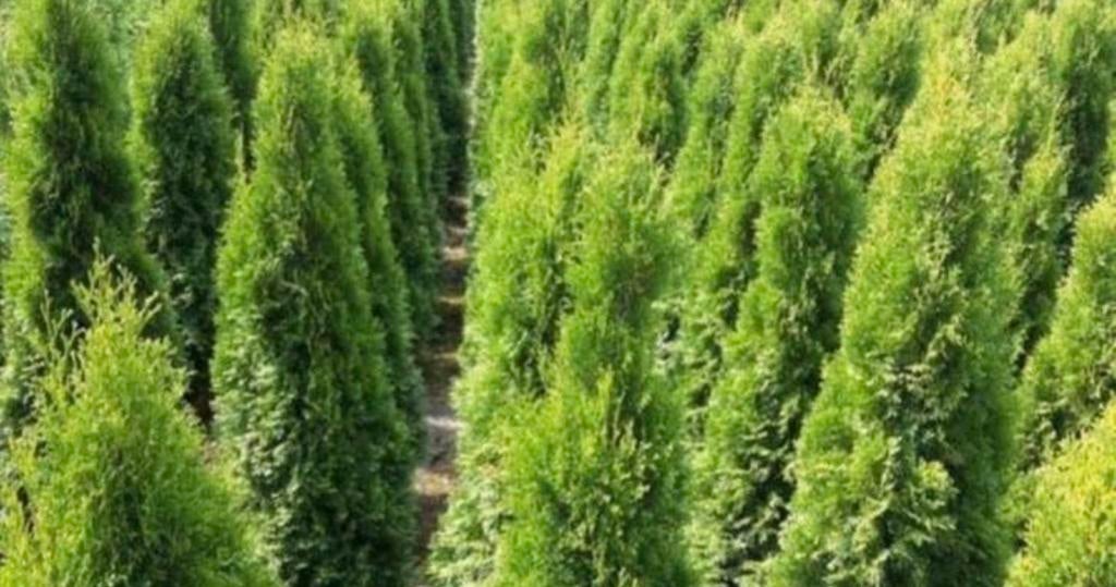 Coniferen uit voorraad leverbaar, Tuin en Terras, Planten | Struiken en Hagen, Ophalen of Verzenden, Conifeer, 100 tot 250 cm