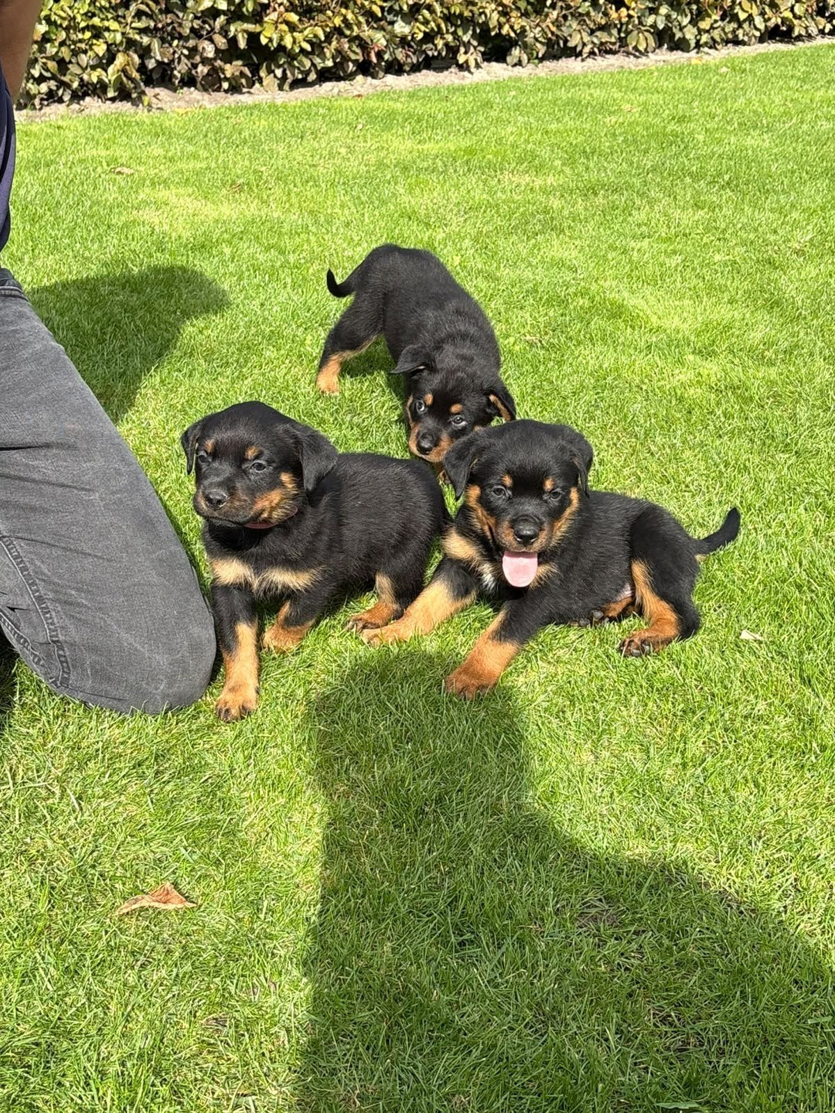 gereserveerd, Reu, 8 tot 15 weken, Eén hond, Rottweiler