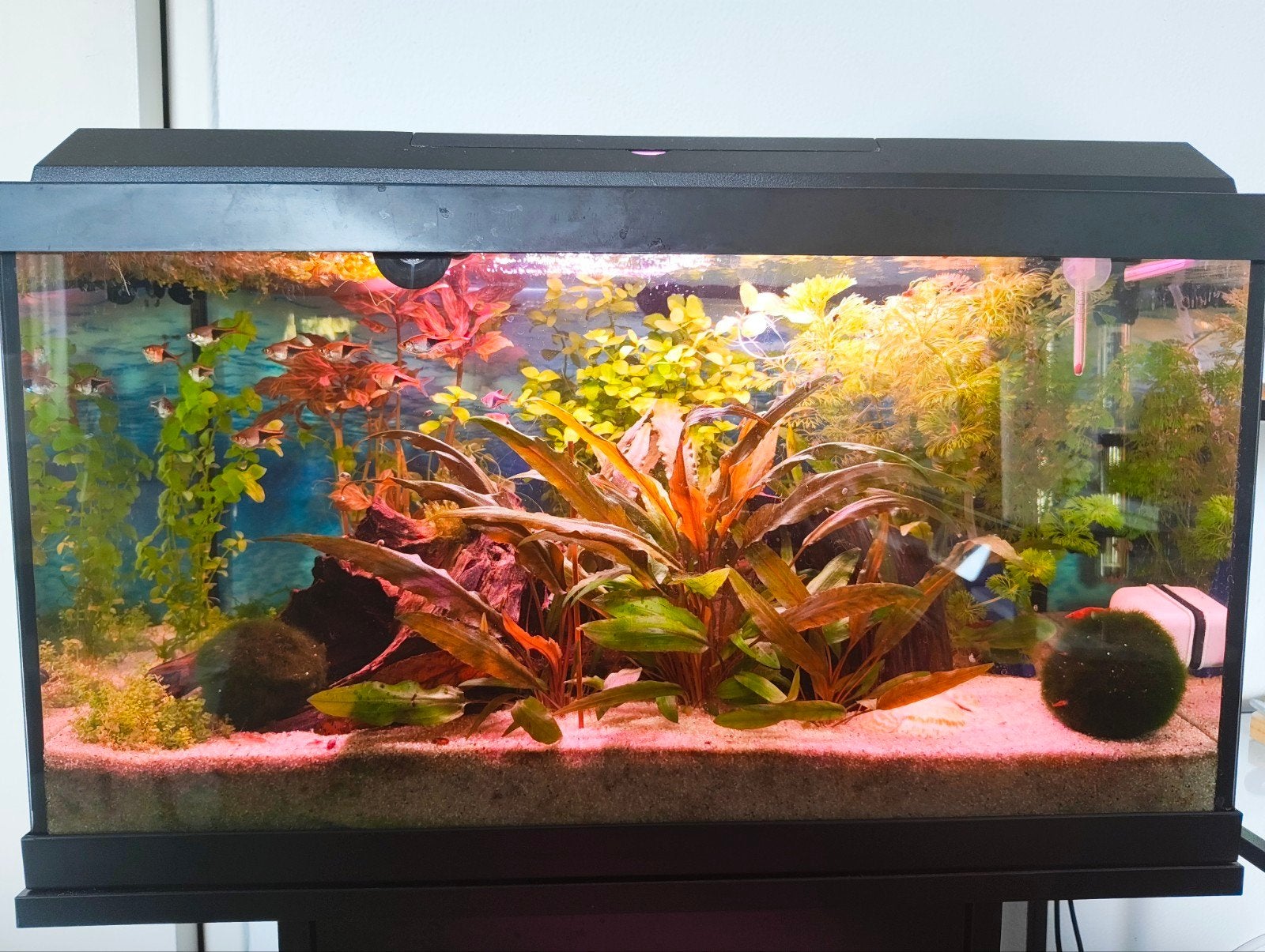 Waterplanten / aquariumplanten pakket, Ophalen of Verzenden, Nieuw, Plant(en), Steen of Hout