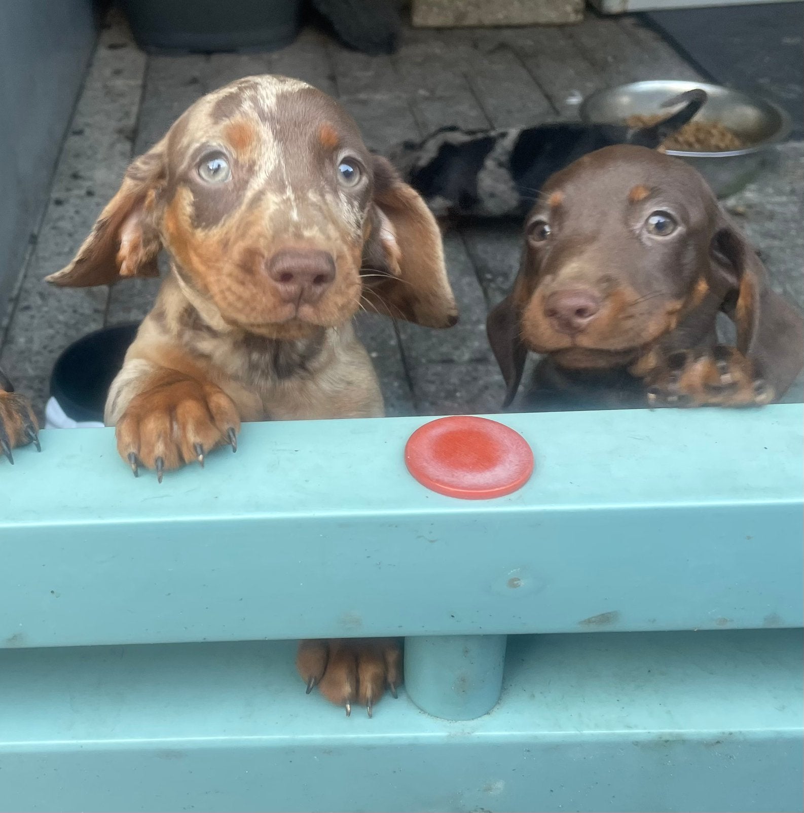 Teckel pups 1000,—, Dieren en Toebehoren, Parvo, Standaard, 8 tot 15 weken, Korthaar