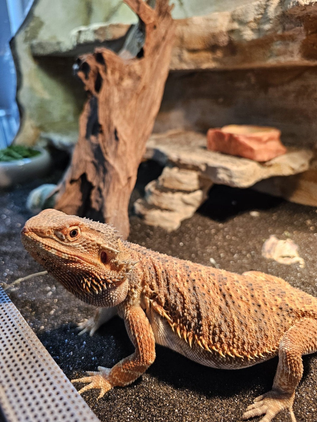 0.1 Pogona Vitticeps (baardagaam) + Terrarium en toebehoren Bearded Dragon - female for sale from WzDb
