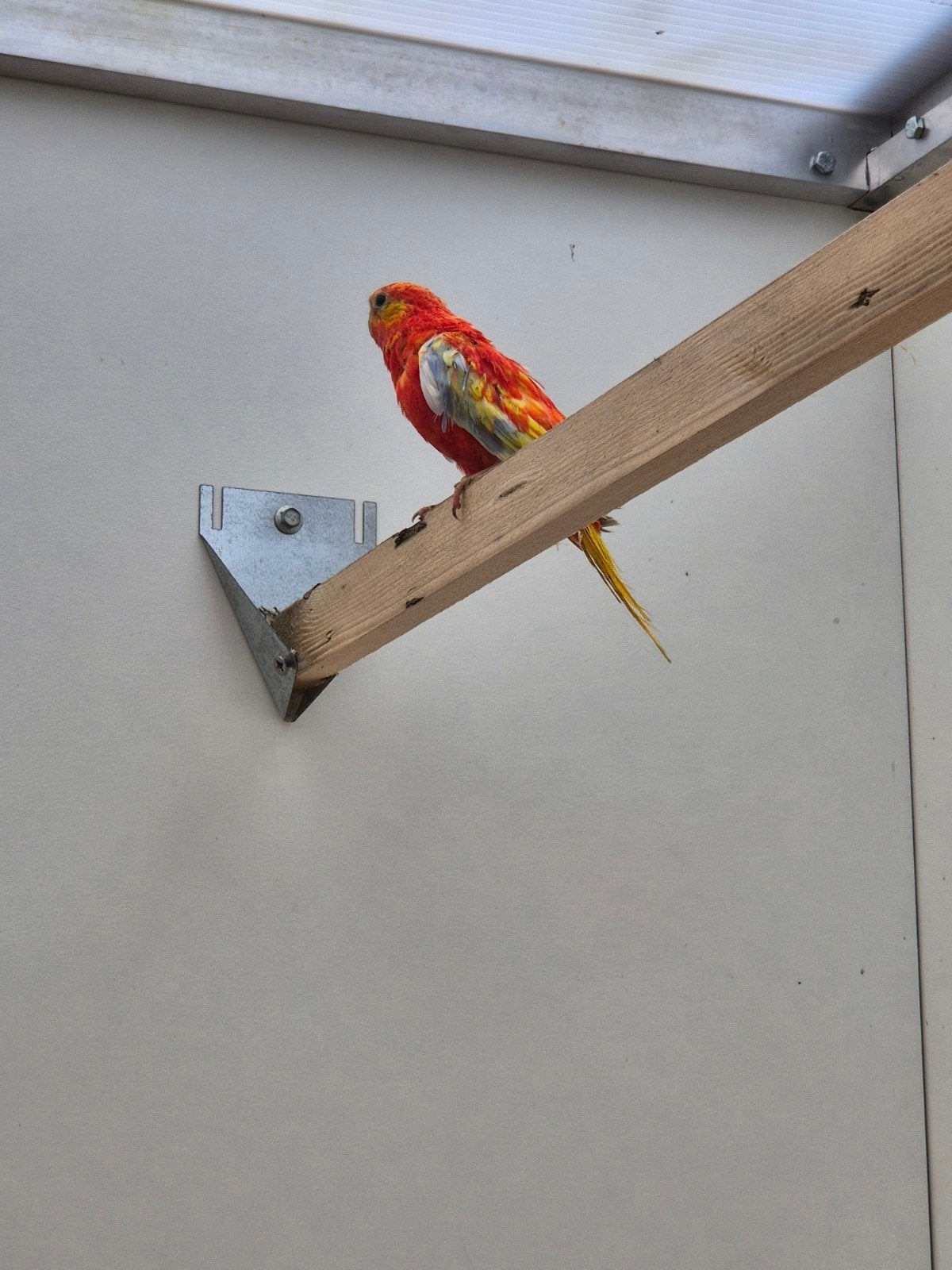 gevraagt turquoisine  opaline delute met veel rood gevraagt, Dieren en Toebehoren