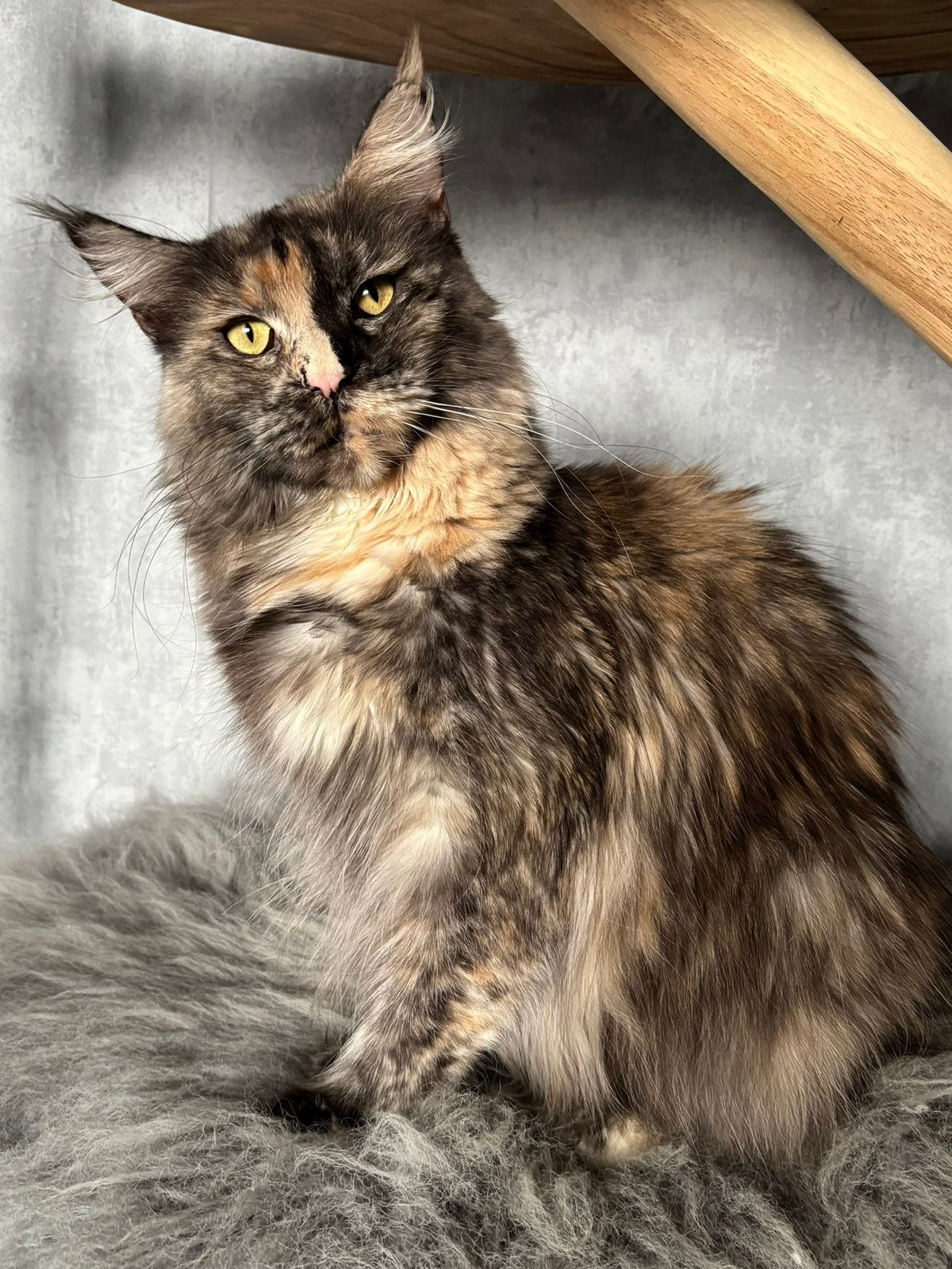 Maine coon poes gesteriliseerd, getest met stamboom, Poes, Met stamboom, 3 tot 5 jaar