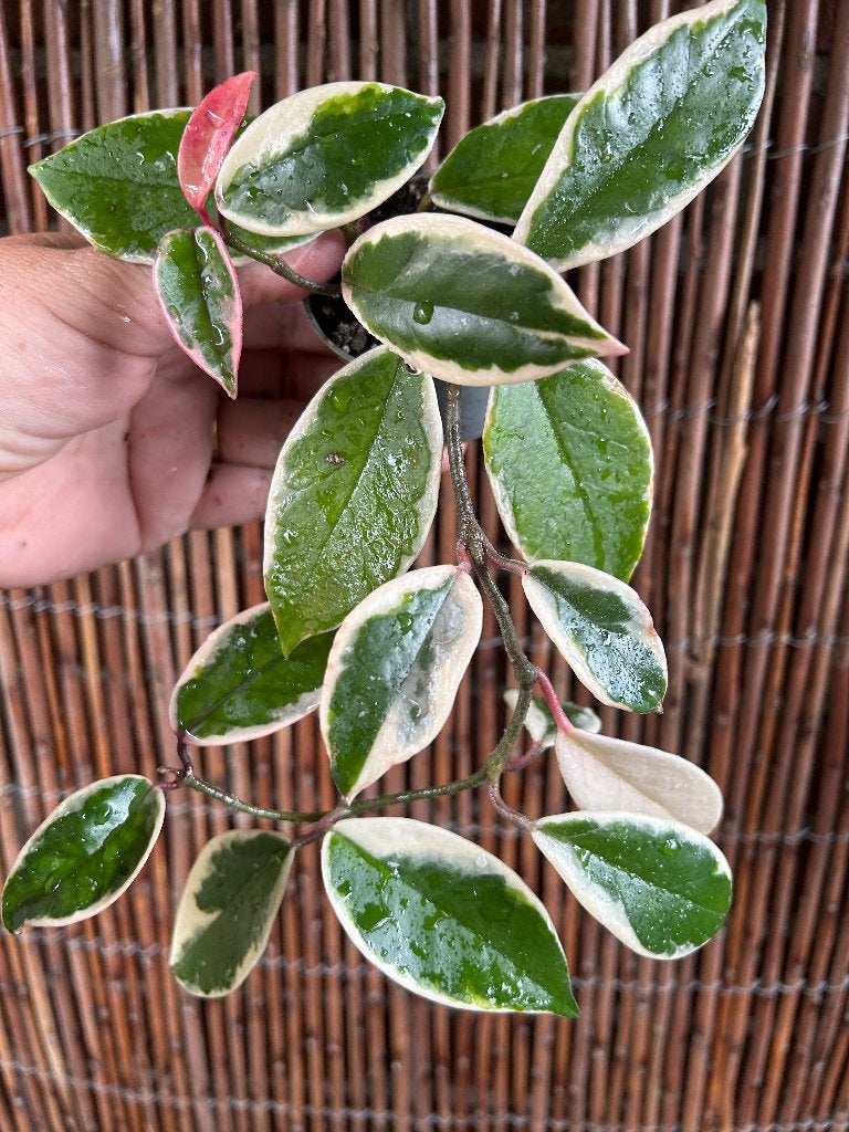 Hoya Krimson Queen🪴, Overige soorten, In pot, Minder dan 100 cm, Bloeiende kamerplant