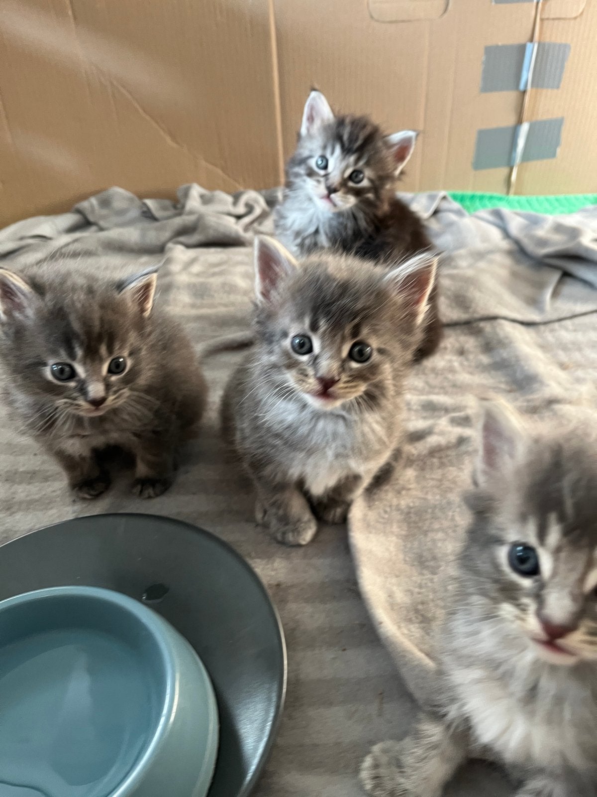 Main coon kittens, Dieren en Toebehoren, Meerdere dieren, Langharig, 0 tot 2 jaar