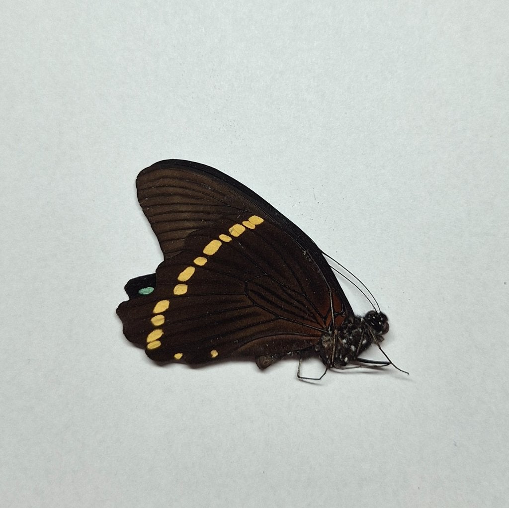 Ongeprepareerde vlinder Papilio bromuis, Ophalen, Nieuw, Insect, Opgezet dier