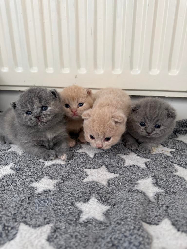 Brits korthaar kittens blue creme, Dieren en Toebehoren, Katten en Kittens | Raskatten | Korthaar, Meerdere dieren, Gechipt, 0 tot 2 jaar
