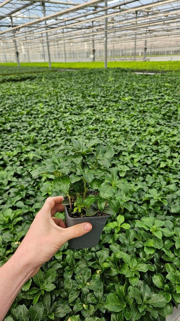 Pachysandra Terminalis Green Sheen - Dikkemanskruid - super, Tuin en Terras, Bodembedekkers, Vaste plant, Ophalen of Verzenden