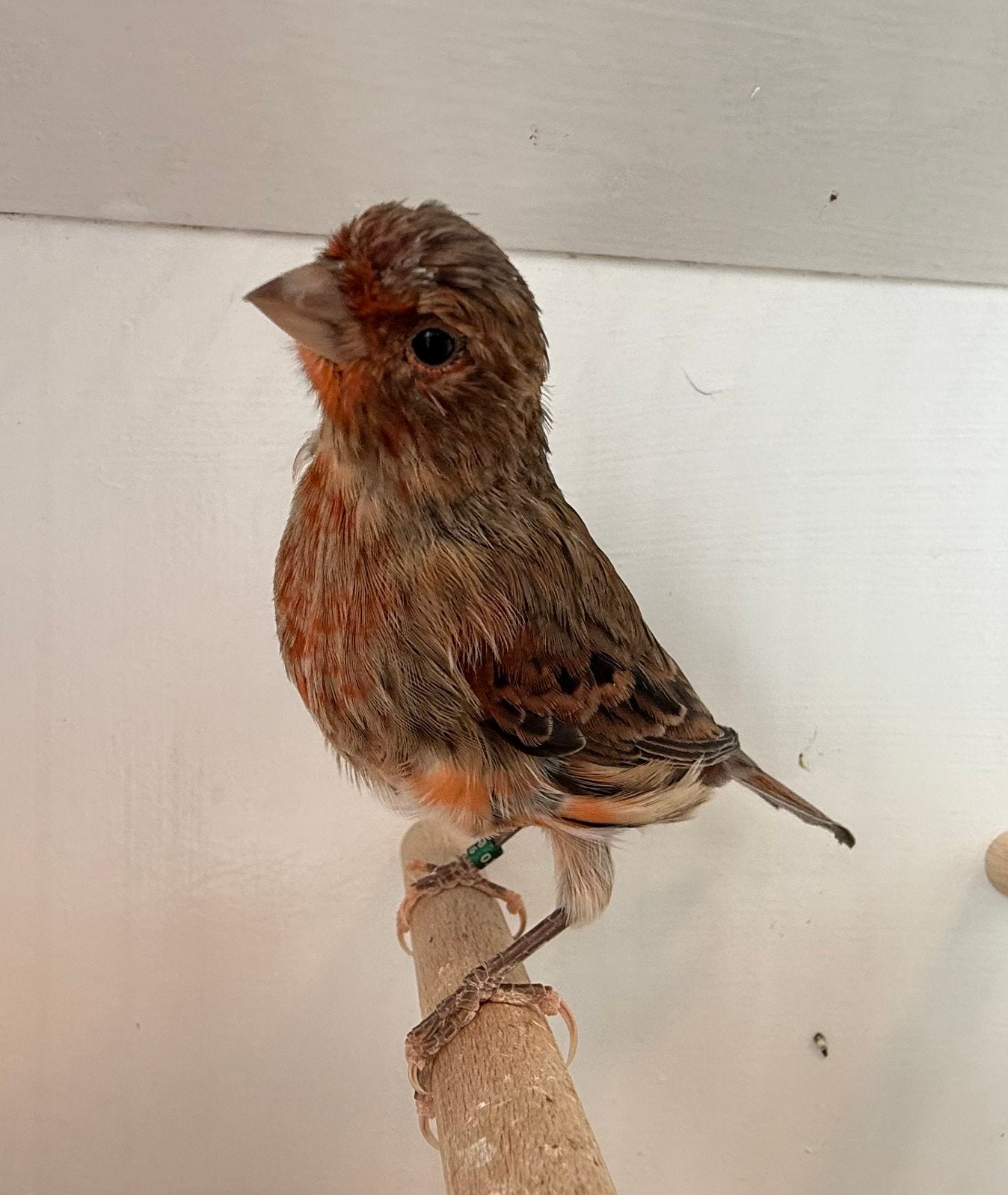 Harlekijn kanarie man, Dieren en Toebehoren, Mannelijk, Postuurkanarie