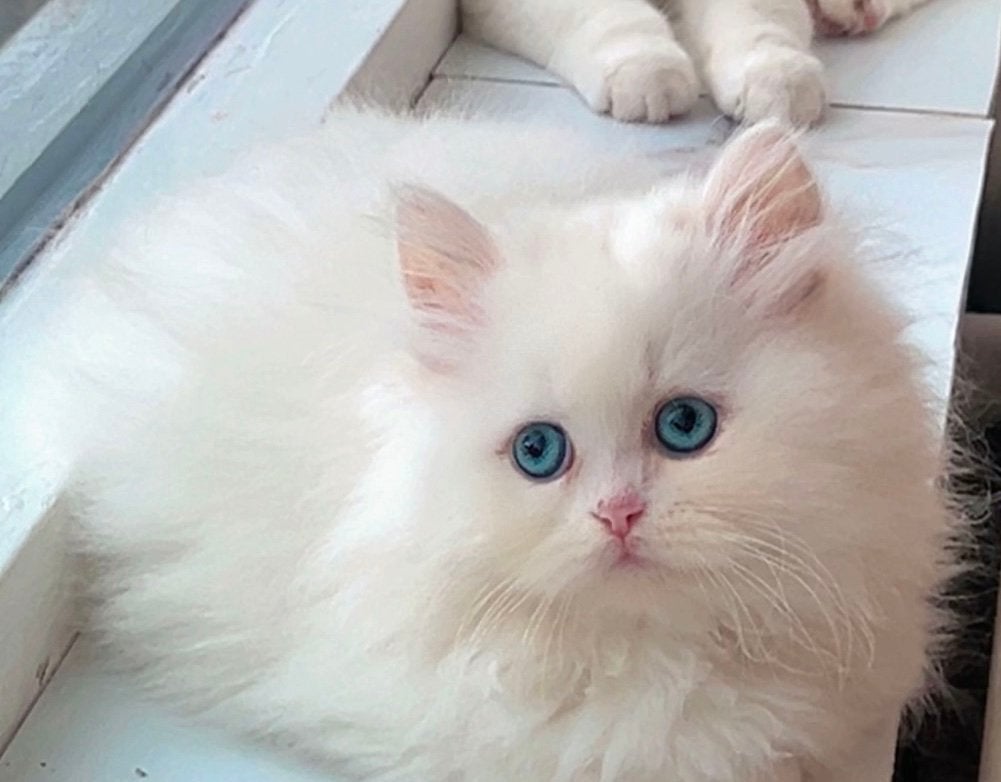 Twee Perzische kittens zoeken liefdevol thuis, Meerdere dieren