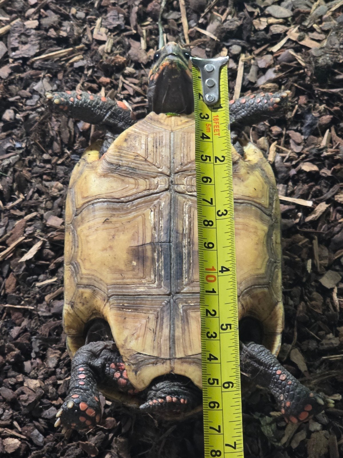 Chelonoidis carbonarius landschildpadden Tortoise photo 3