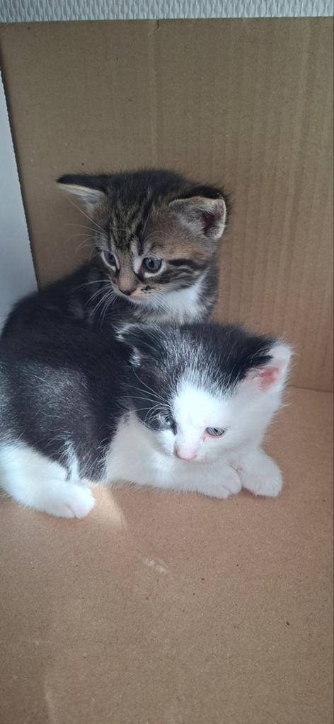 Kittens 3 beschikbaar, Dieren en Toebehoren, Meerdere dieren