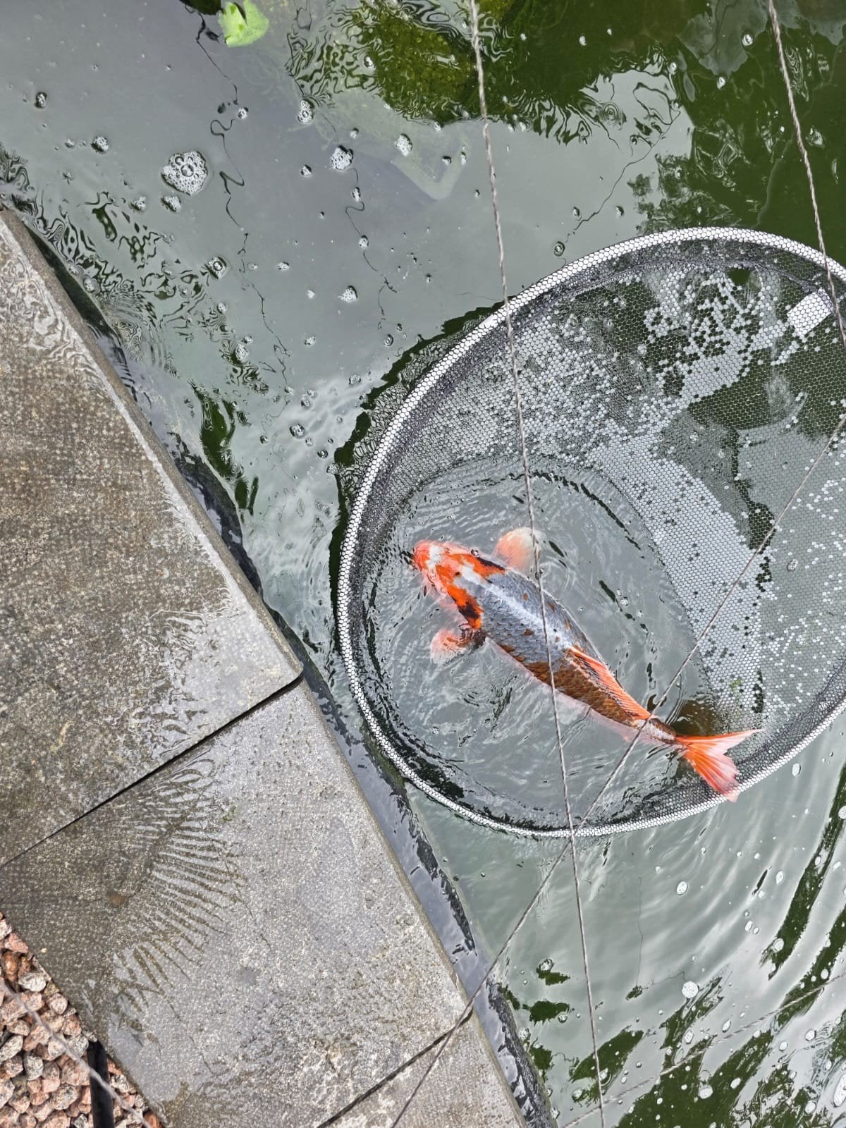 Koi asagi, Dieren en Toebehoren, Vissen | Vijvervissen, Karper of Koi