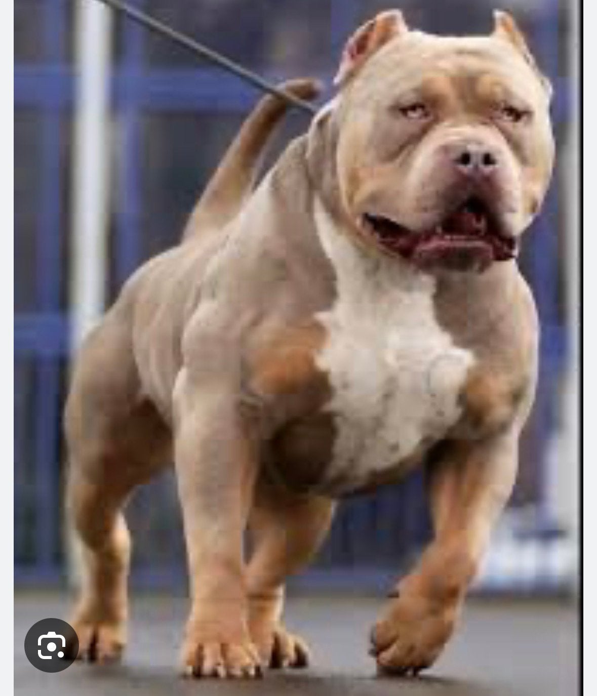American bully xl pups, Parvo, Overige rassen, 8 tot 15 weken, Meerdere