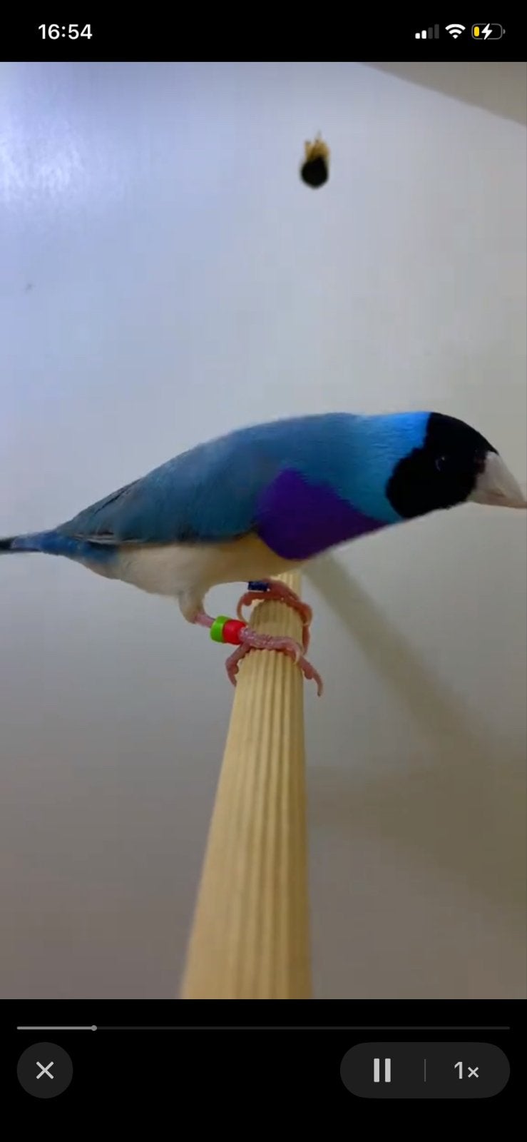 Gouldamadine wit en blauw, Dieren en Toebehoren, Meerdere dieren, Geringd