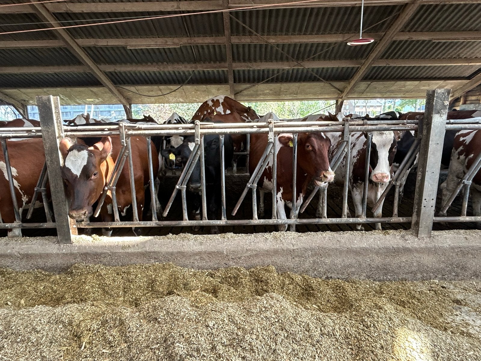 20 gebruikte voerhekken voor koeien, 325 cm lang, Ophalen, Veehouderij, Stalinrichting
