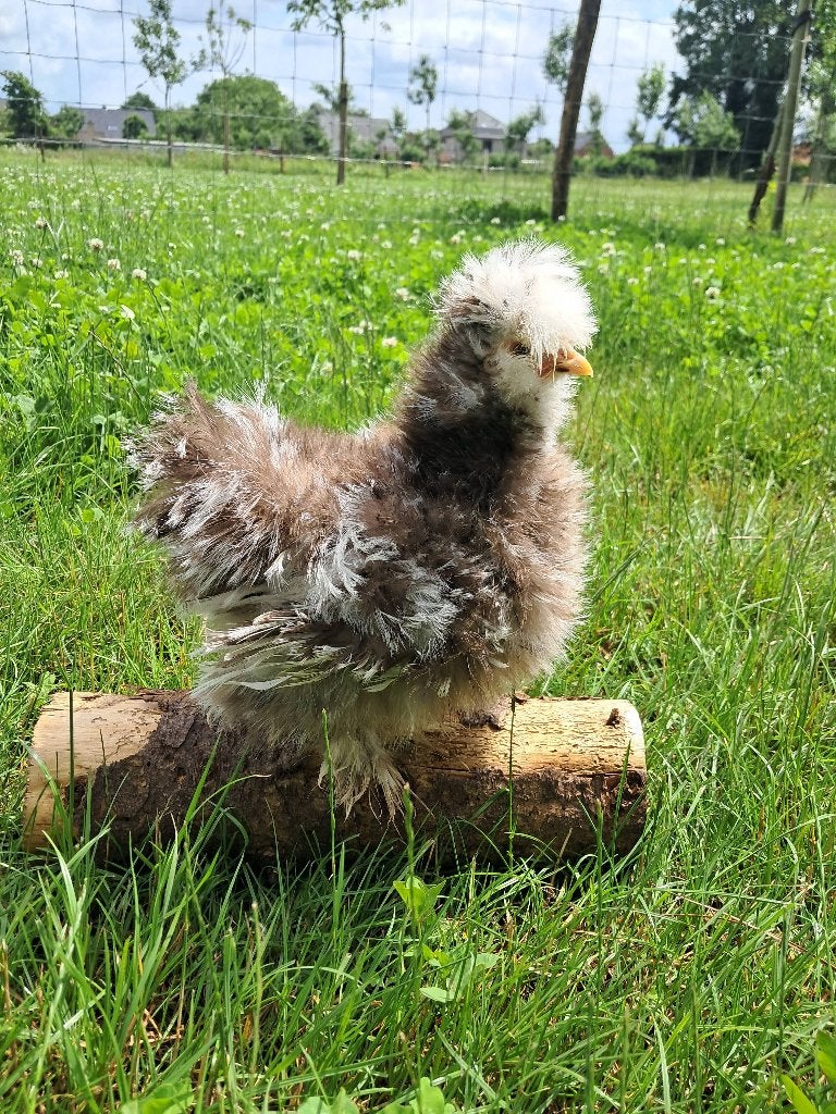 Usa zijdehoen motteld haan, Dieren en Toebehoren, Mannelijk, Kip