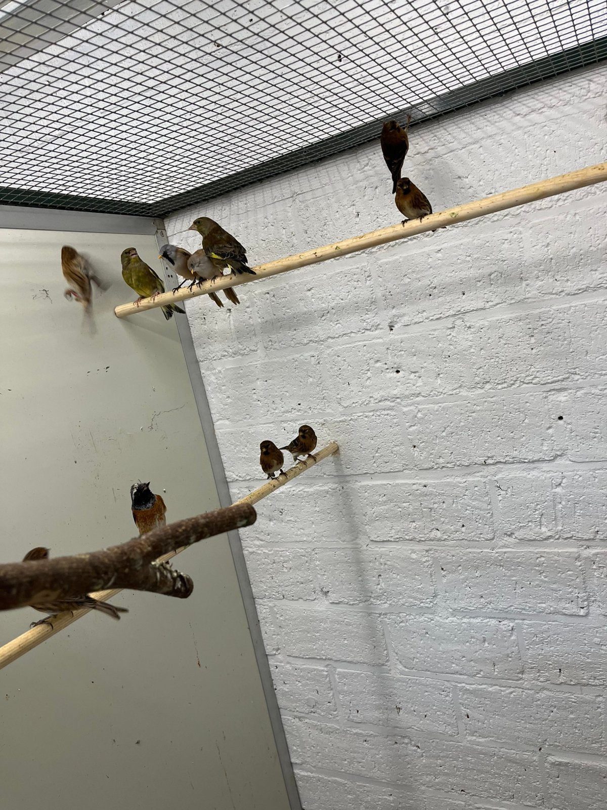 8 barmsijsjes van 2026 aangeboden, Dieren en Toebehoren, Meerdere dieren, Wildzangvogel, Geringd