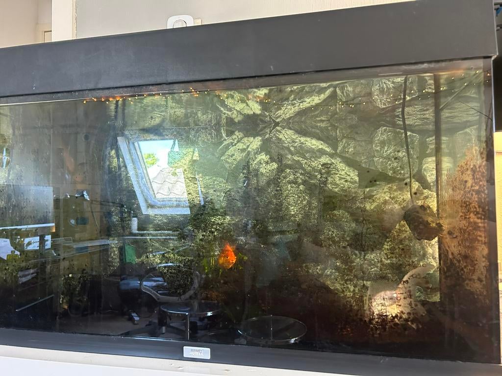 Sluierstaart goudvissen incl aquarium, Vis