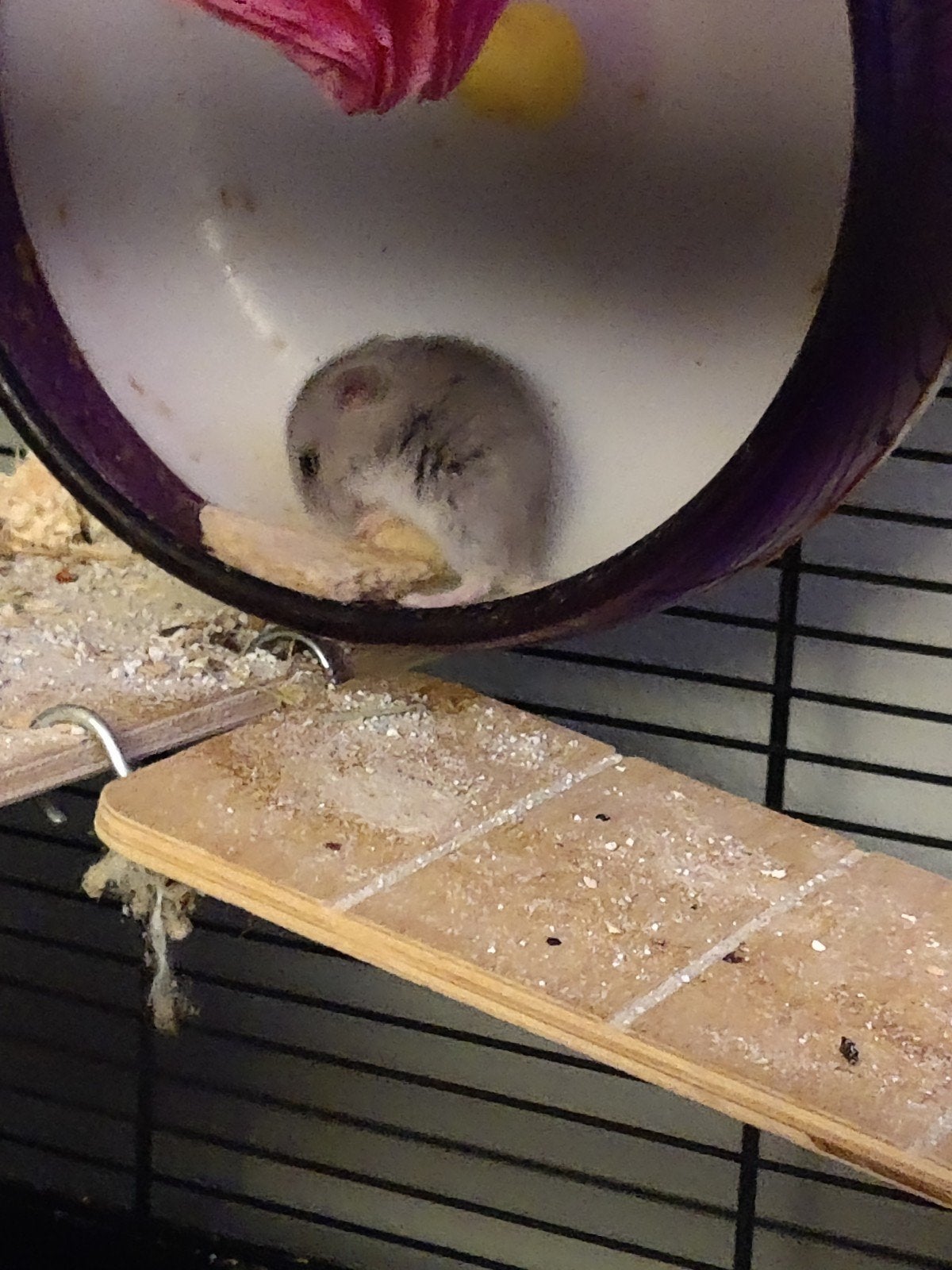 Chinese dwerghamster vrouwtje, Dieren en Toebehoren, Maart, Vrouwelijk, Hamster