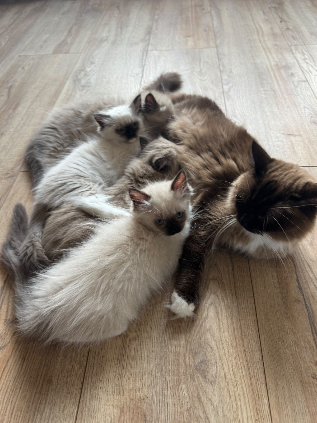 Prachtige Ragdoll kittens mét stamboom (1 Poesje & 3 Katers), Meerdere dieren, Met stamboom, 0 tot 2 jaar