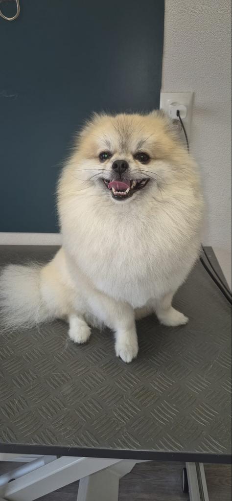 Dekreu pomeriaan simba ( NIET TE KOOP), 1 tot 2 jaar, Parvo, Eén hond, Nederland