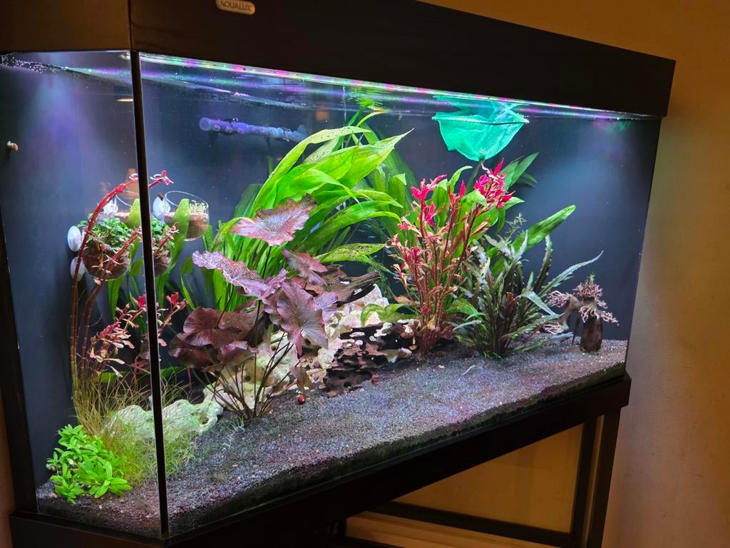Compleet hoekaquarium – CO₂, LED, pH-contr, 2 filters, etc!, Dieren en Toebehoren, Ophalen, Zo goed als nieuw, Gevuld zoetwateraquarium