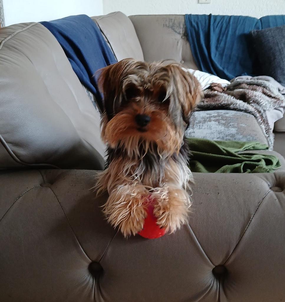 Dekreu niet te koop, Dieren en Toebehoren, Honden | Dekreuen, Reu, 1 tot 2 jaar, Parvo, Eén hond