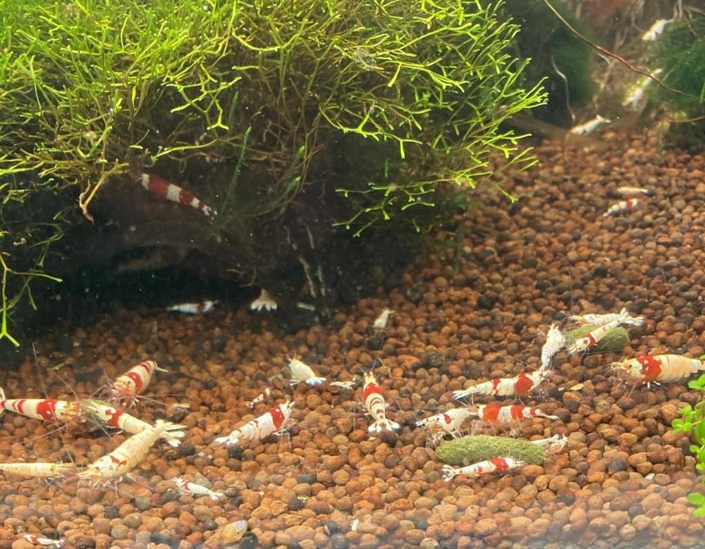 Crystal Red garnalen | Caridina, Kreeft, Krab of Garnaal, Zoetwatervis