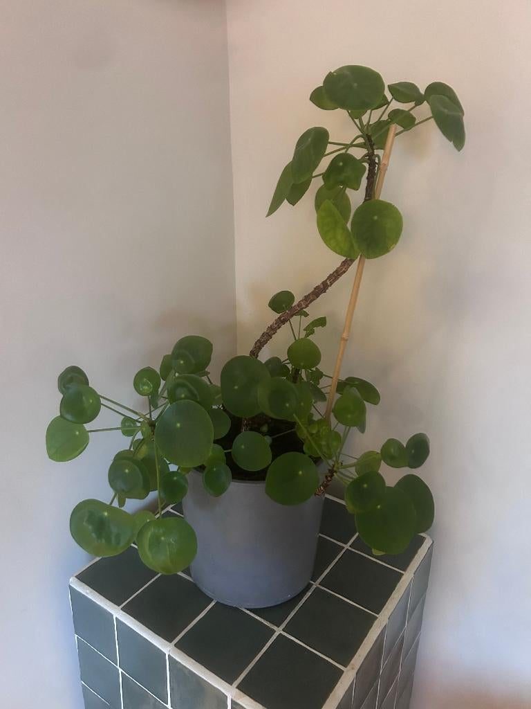 Pannekoek plant, Huis en Inrichting, Kamerplanten, Ophalen, Halfschaduw, In pot, Minder dan 100 cm