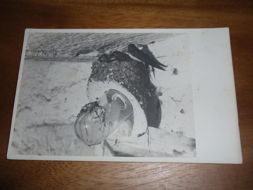 Zwaluw op Nest Vogel, Verzenden, 1940 tot 1960, Ongelopen, Vogel