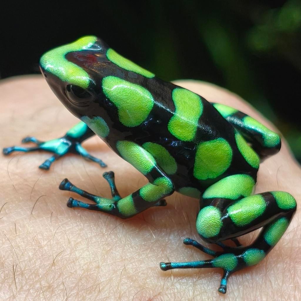 Dendrobates auratus 'Capurgana', prachtige gifkikkers, Dieren en Toebehoren, Amfibie, 0 tot 2 jaar