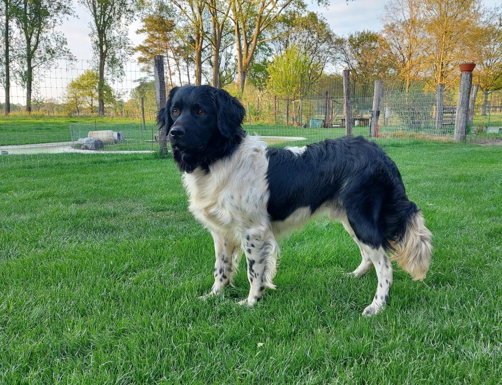 Friese stabij dekreu met stamboom, Parvo, België, Particulier, Reu
