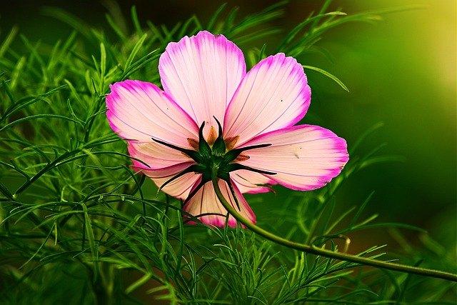 Bio zaden Cosmea - Cosmos bipinnatus, Verzenden, Voorjaar, Halfschaduw, Zaad