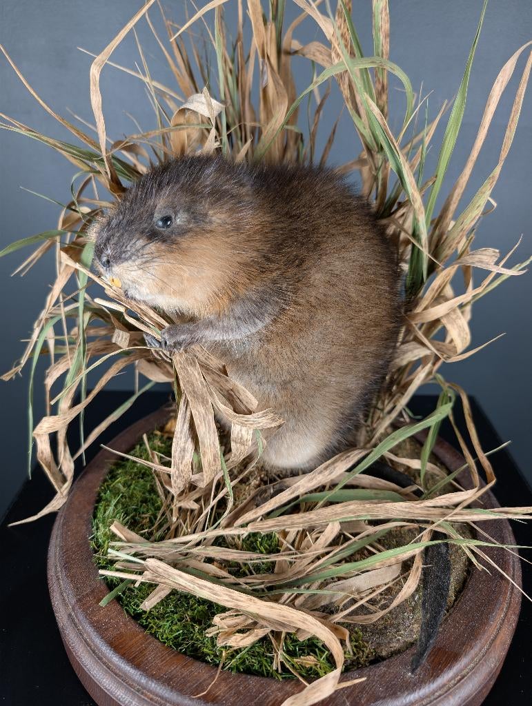 opgezette bisam muskusrat, Ophalen, Nieuw, Wild dier, Opgezet dier