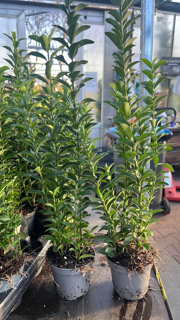 Euonymus Green Spire 20/30 cm en 30/40 cm €1,00, Tuin en Terras, Planten | Struiken en Hagen, Ophalen, Overige soorten, Minder dan 100 cm