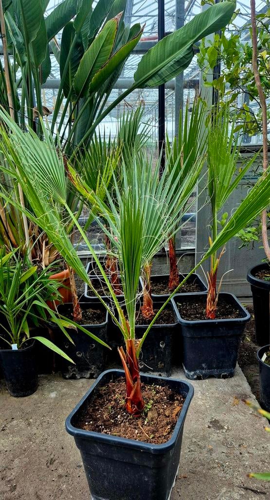 Mexicaanse Waaierpalm - Washingtonia Robusta (80+ cm), Ophalen of Verzenden