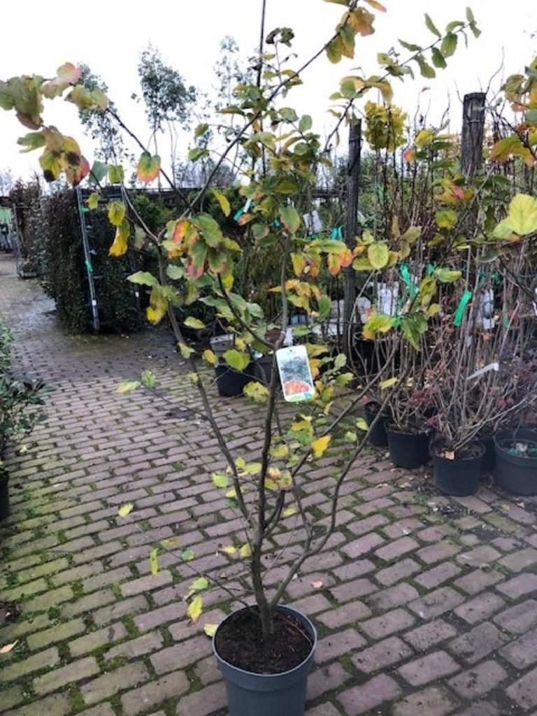 Parrotia persica, Perzisch ijzerhout, meerstammige 180-200cm, Tuin en Terras, Planten | Bomen, Ophalen, Winter, Halfschaduw, Overige soorten