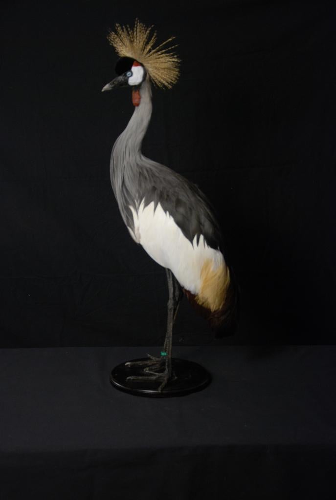 Preparaat kroonkraanvogel, Ophalen, Zo goed als nieuw, Vogel, Opgezet dier