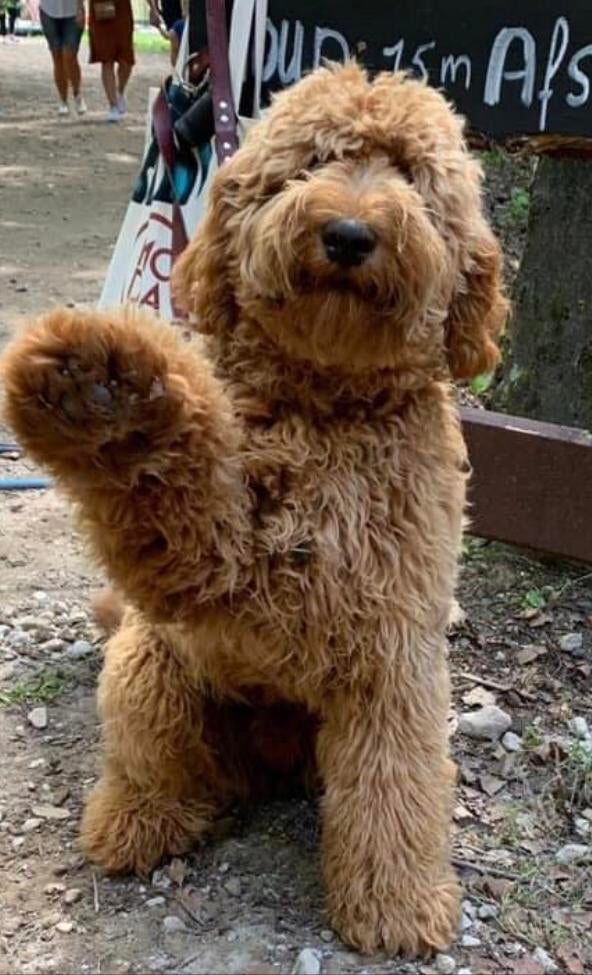 AUSTRALIAN LABRADOODLE ERVAREN DEKREU PUK️, Dieren en Toebehoren, Honden | Dekreuen, Reu, Eén hond, 3 tot 5 jaar, Nederland