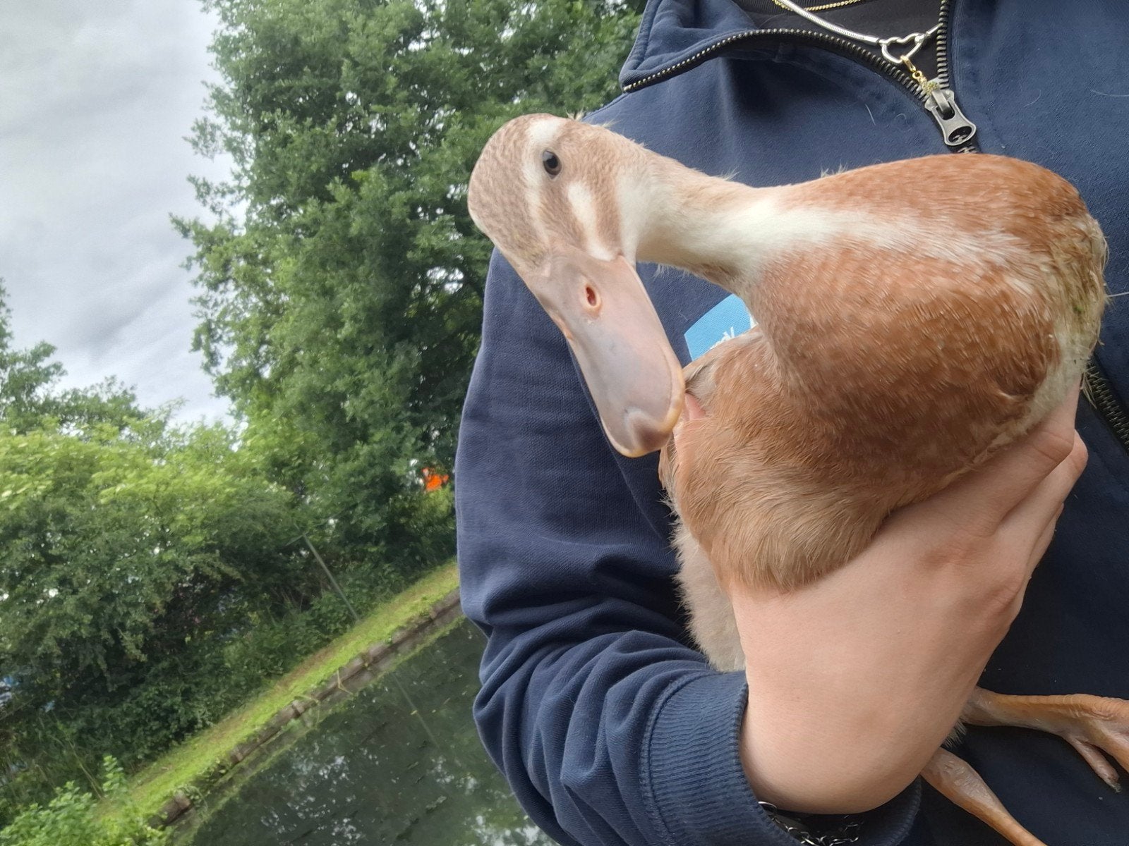 Verschillende jonge loopeenden, Dieren en Toebehoren, Pluimvee, Meerdere dieren, Eend