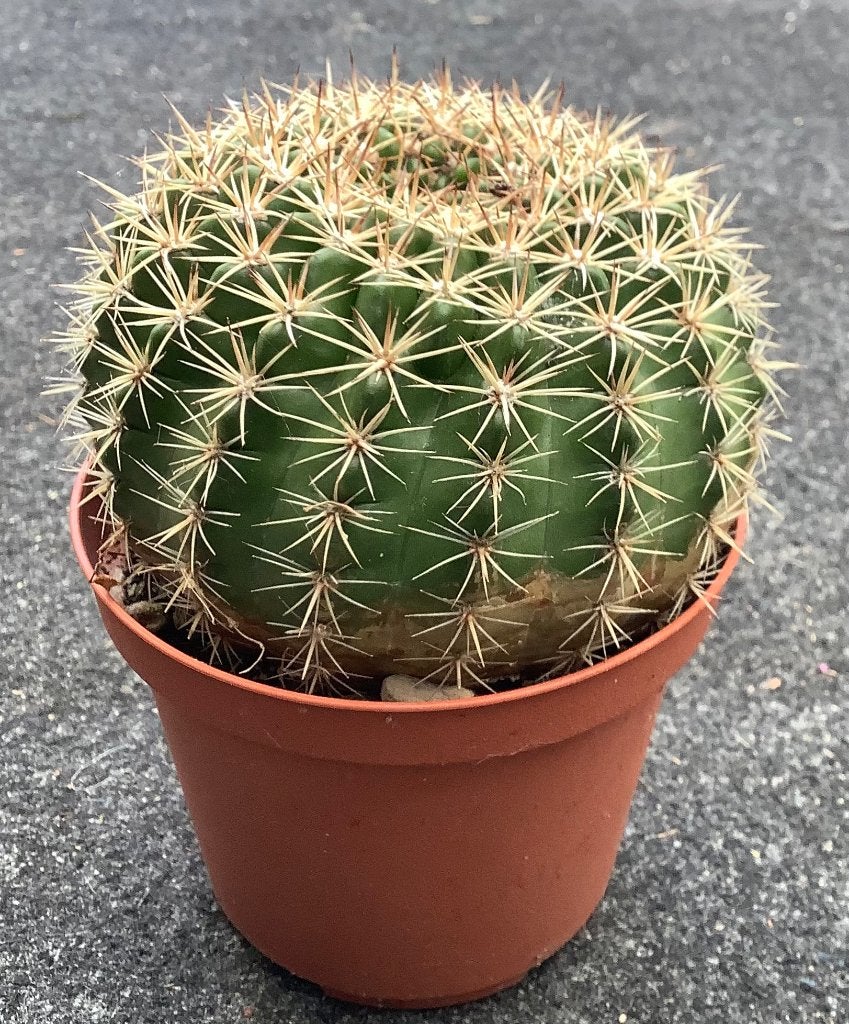Cactus, Echinopsis, Ophalen of Verzenden, Cactus, Volle zon, Minder dan 100 cm