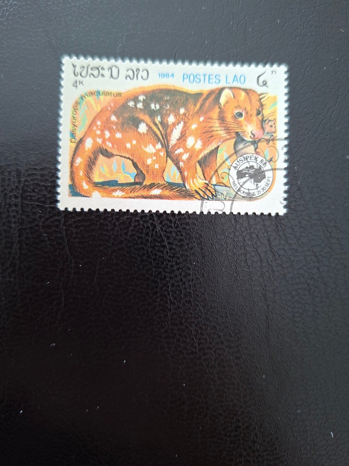 Laos, buidelmarter., Ophalen of Verzenden, Dier of Natuur