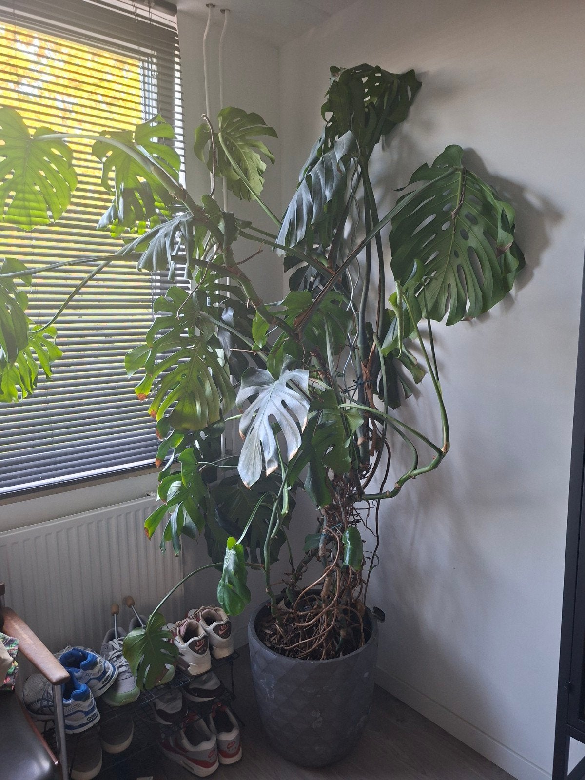 Grote Monstera Deliciosa - Ruim 2 meter hoog, Huis en Inrichting, Ophalen